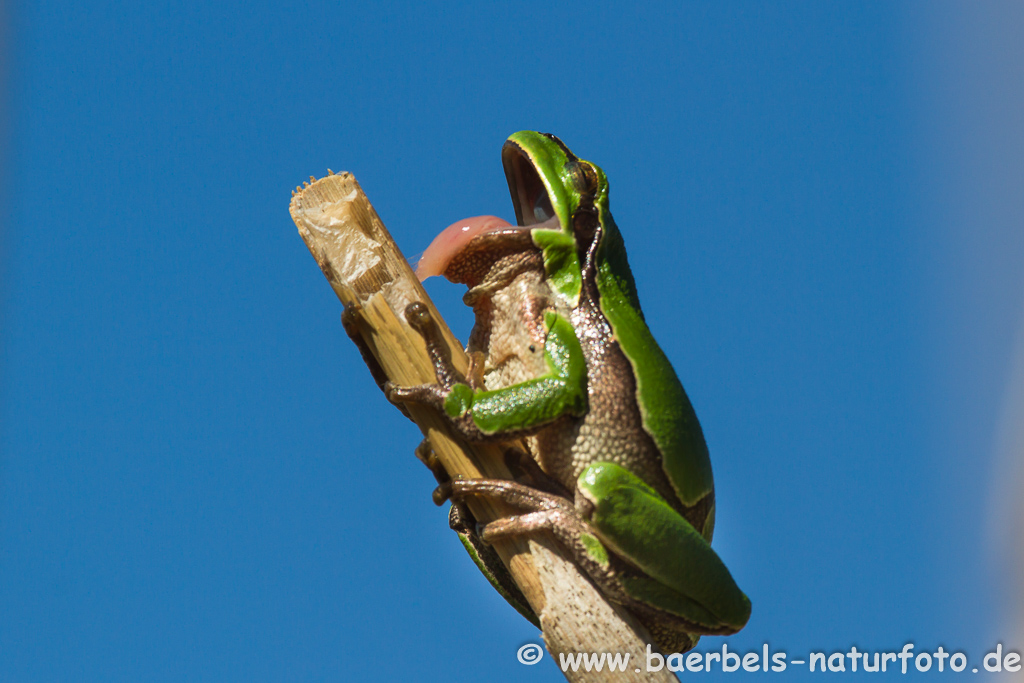 Laubfrosch