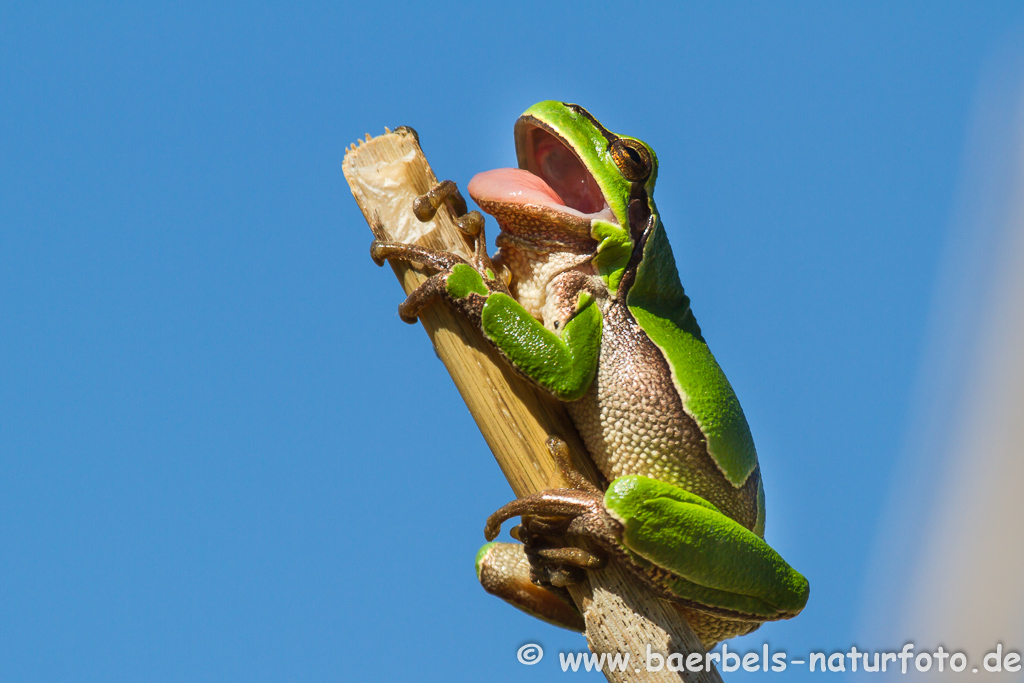 Laubfrosch