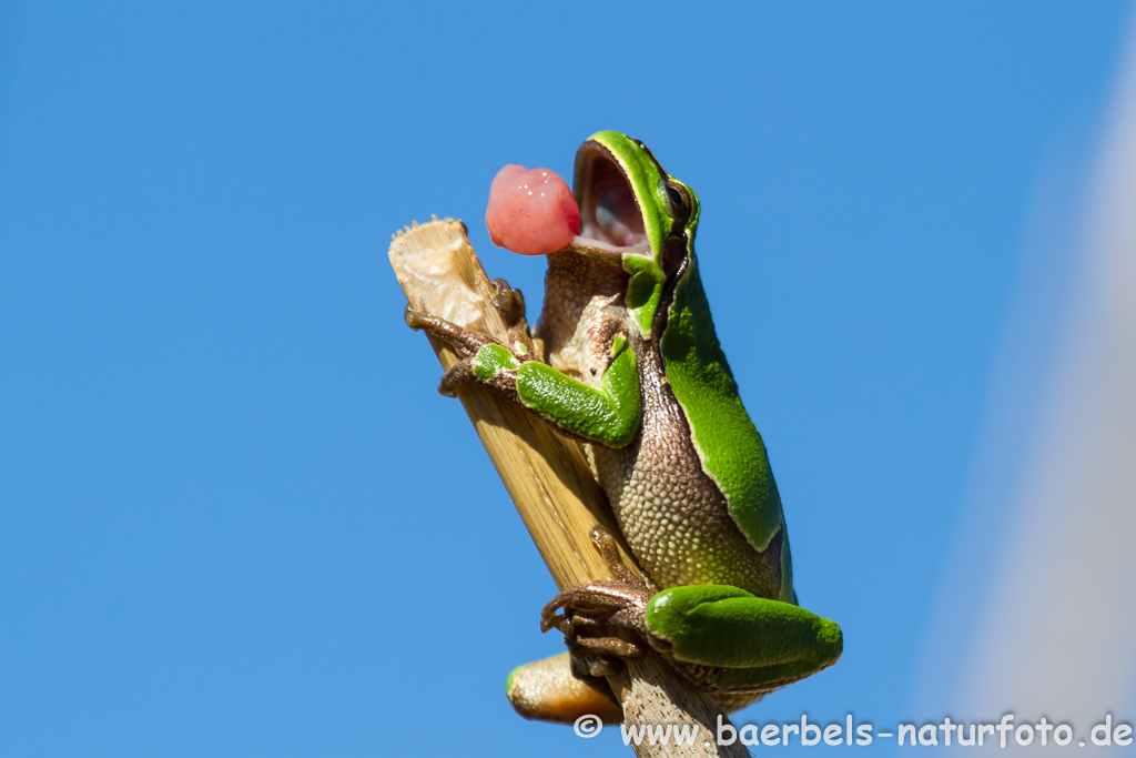 Laubfrosch