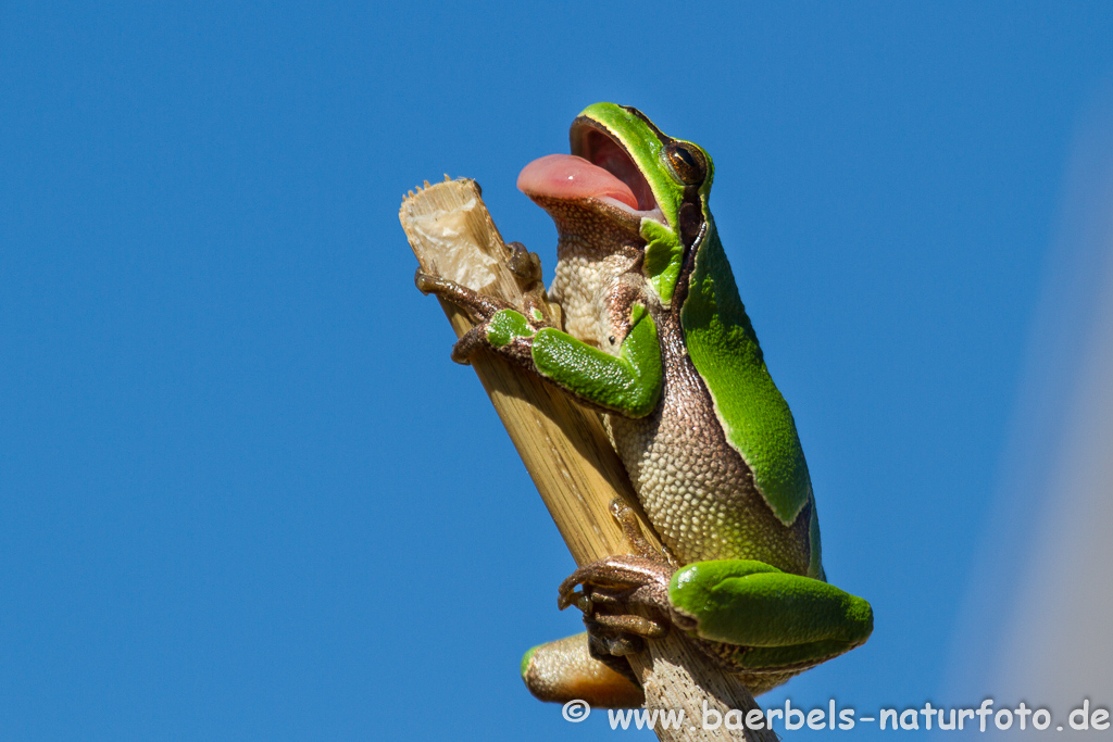 Laubfrosch