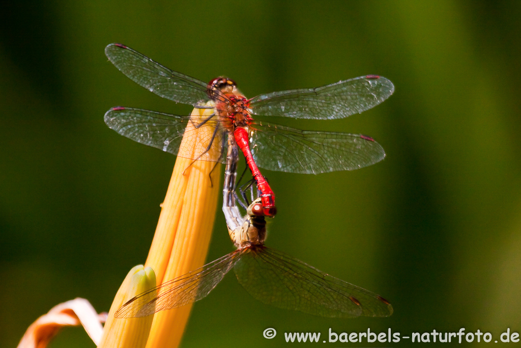 Heidelibelle