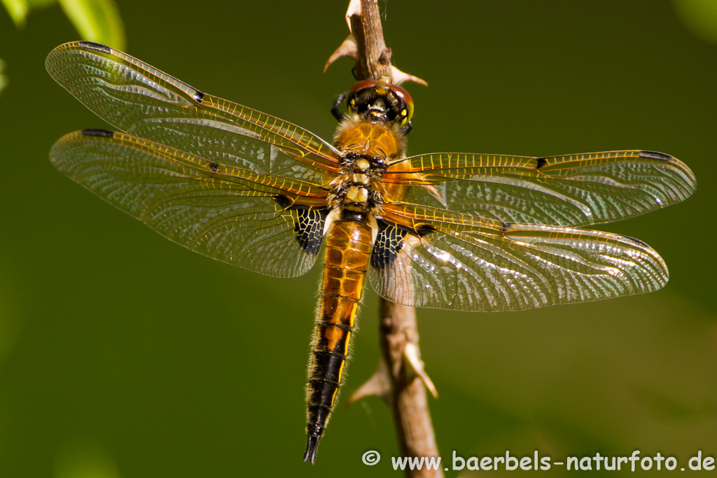 Vierflecklibelle