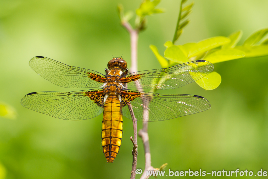 Vierflecklibelle