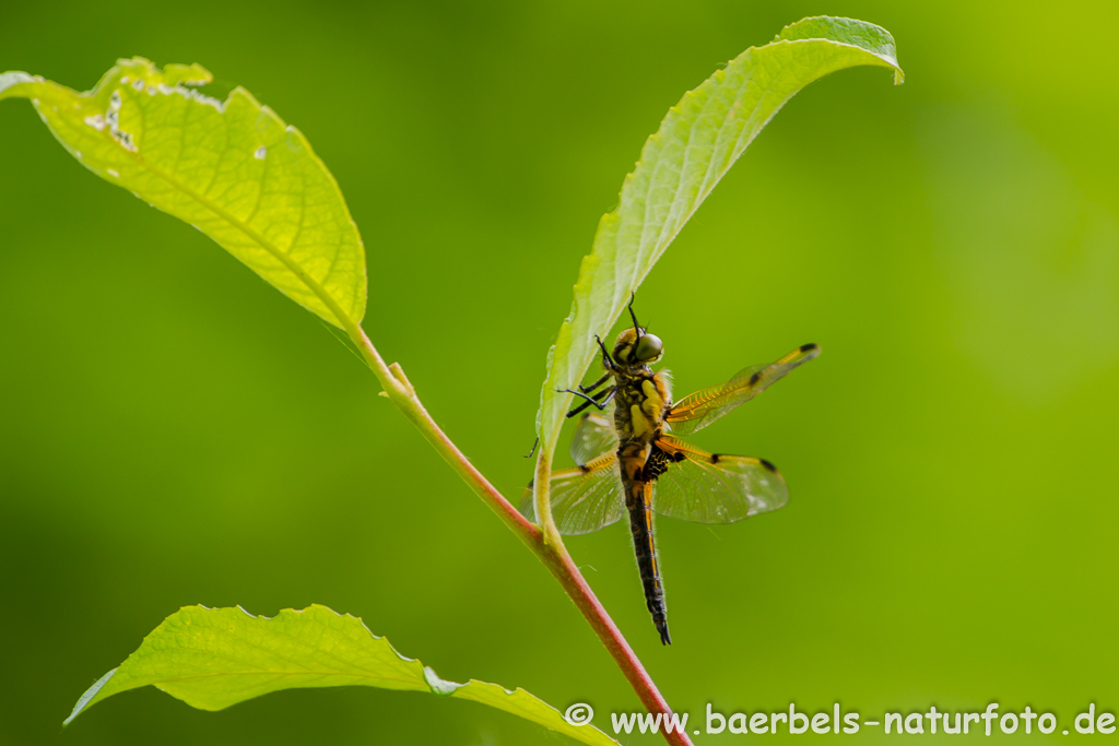 Vierflecklibelle