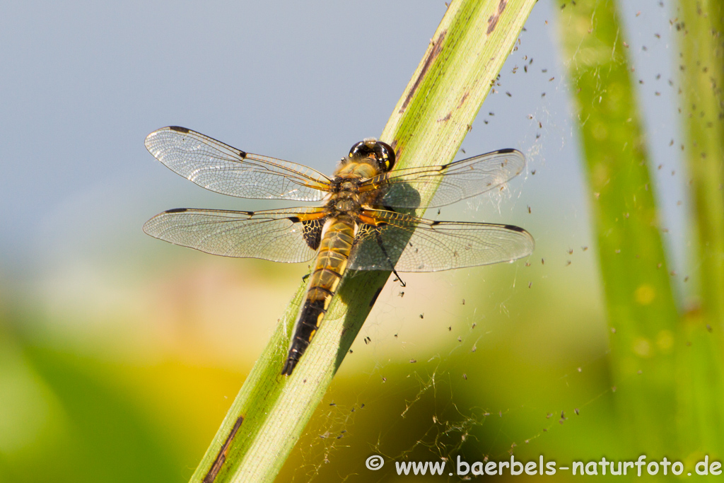 Vierflecklibelle