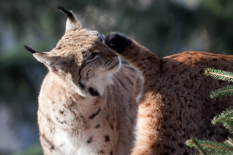 Luchs