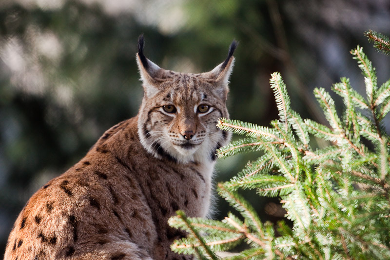 Luchs