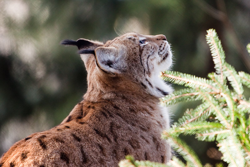 Luchs