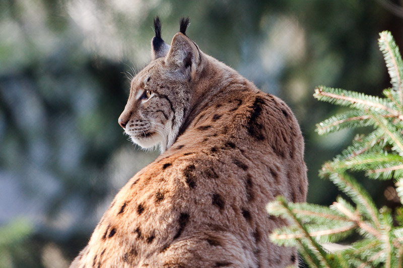 Luchs