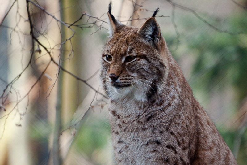 Luchs