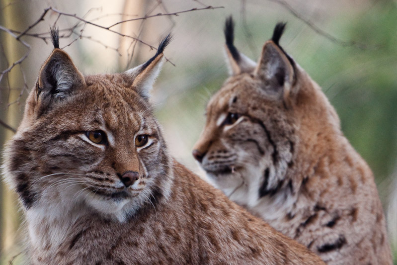 Luchs