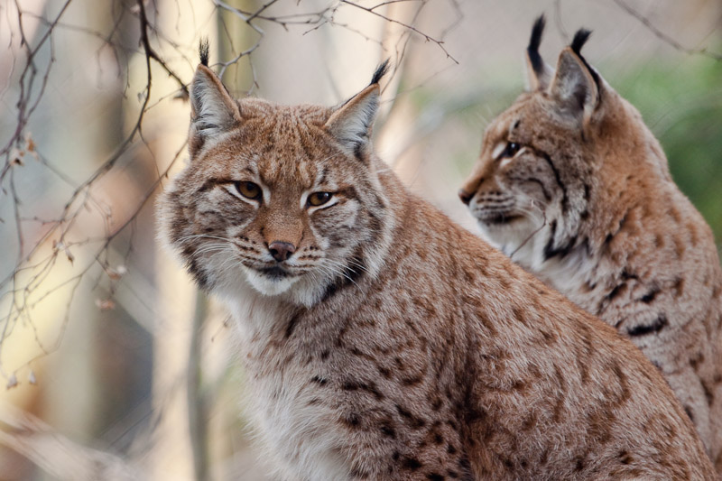 Luchs