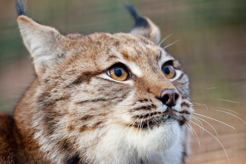 Luchs