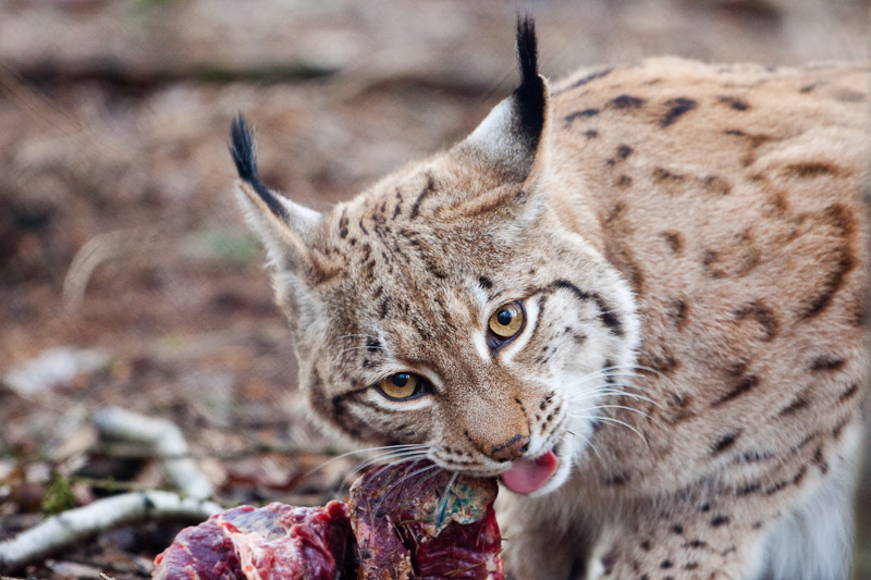 Luchs