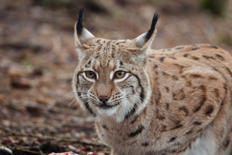 Luchs