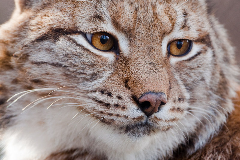 Luchs