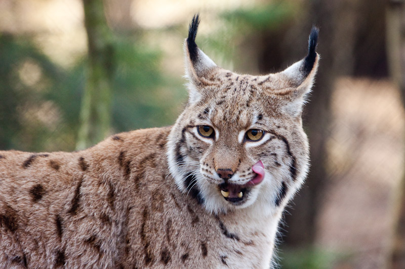 Luchs