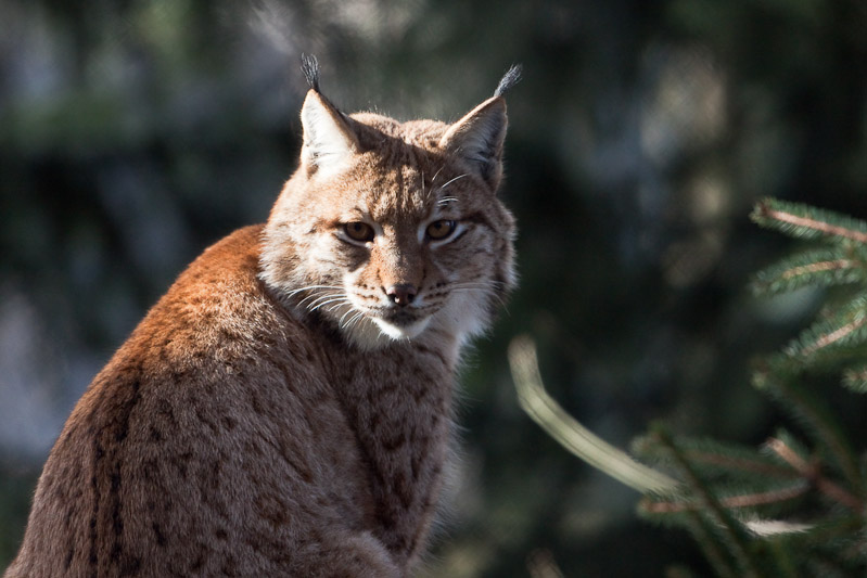 Luchs