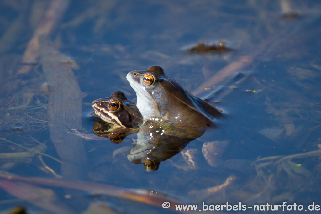 Moorfrosch