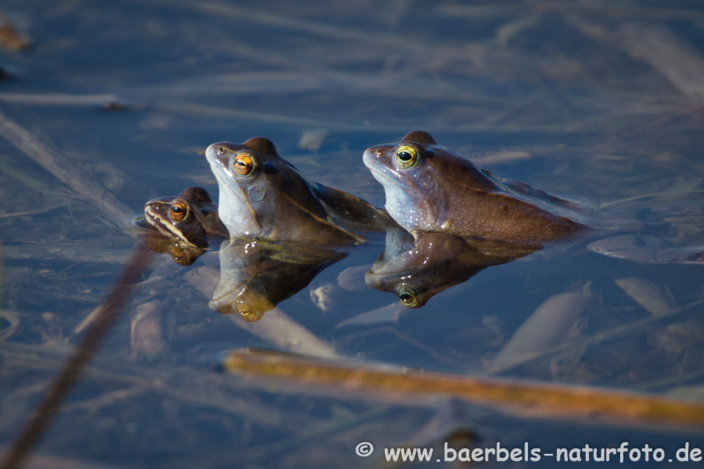 Moorfrosch