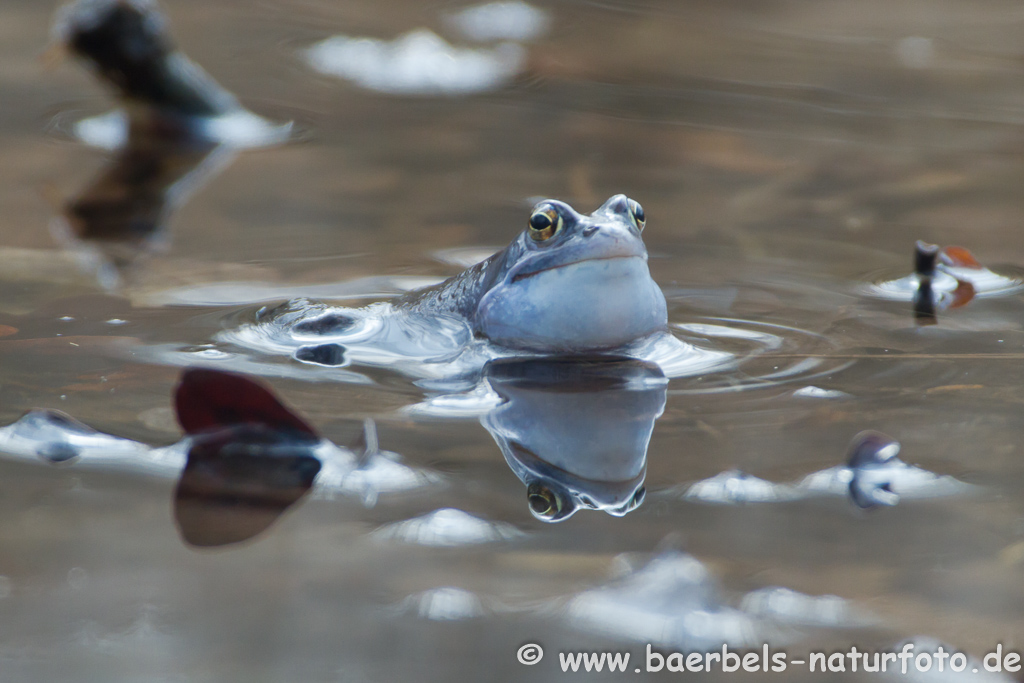 Moorfrosch