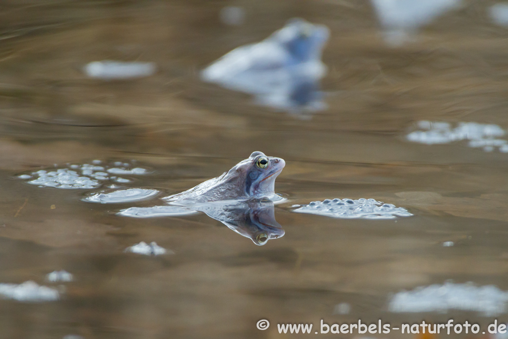 Moorfrosch