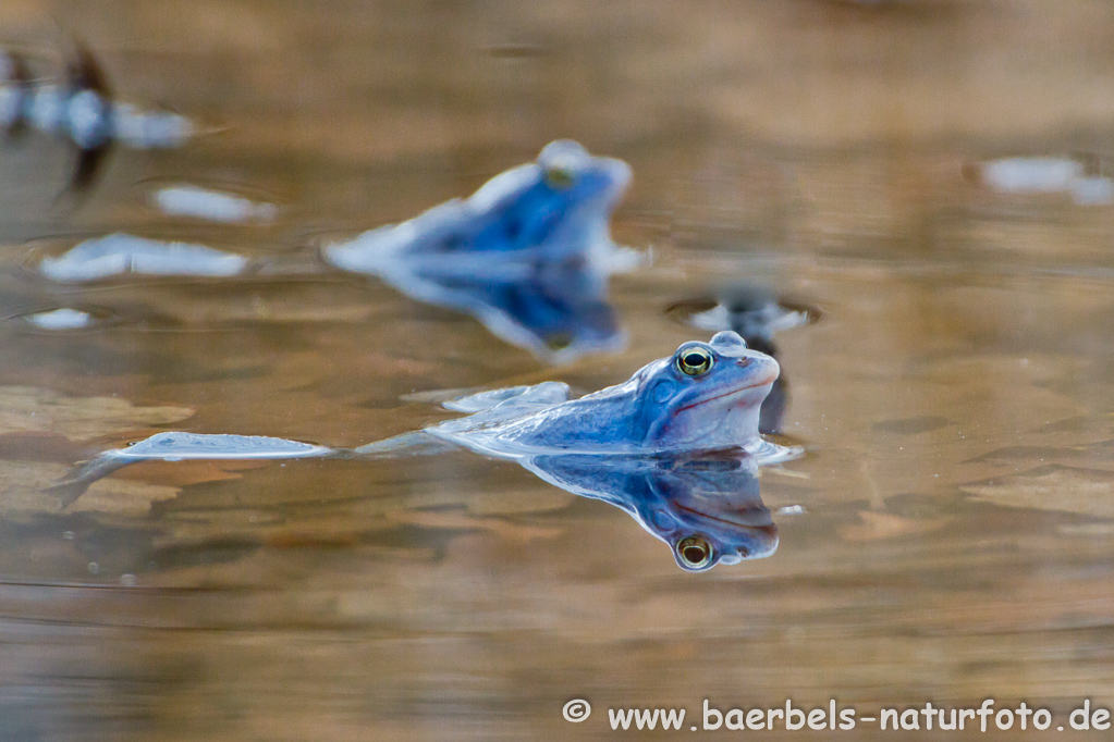 Moorfrosch