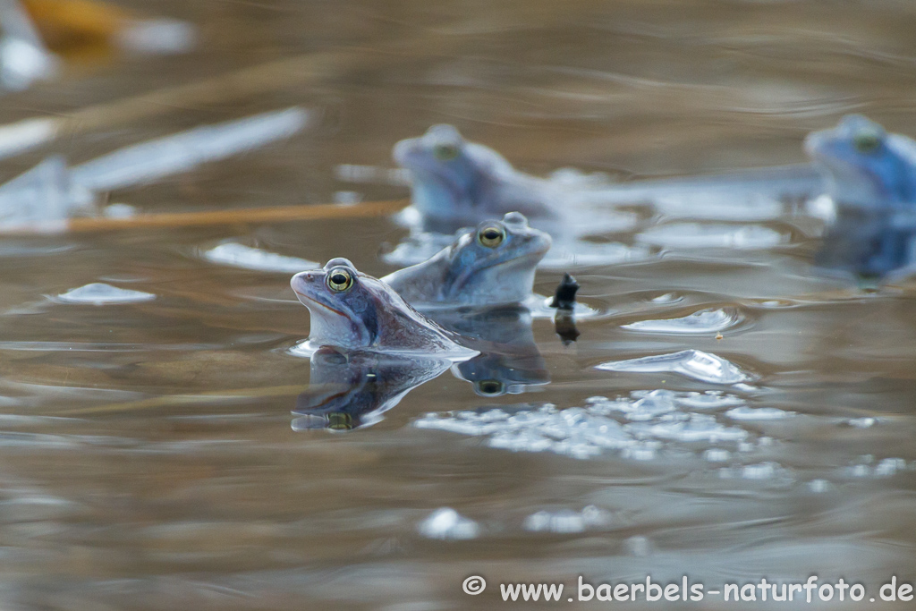 Moorfrosch