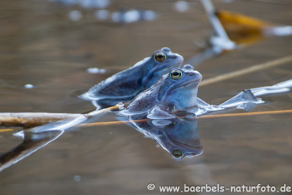 Moorfrosch