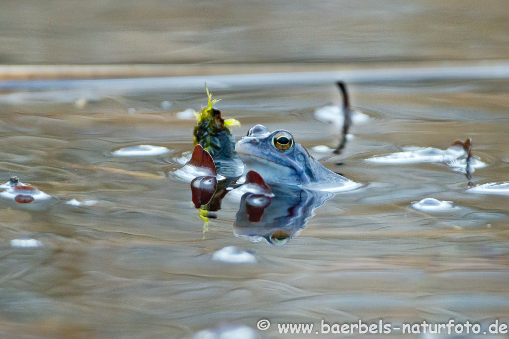 Moorfrosch