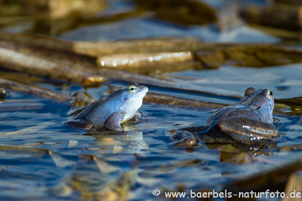 Moorfrosch