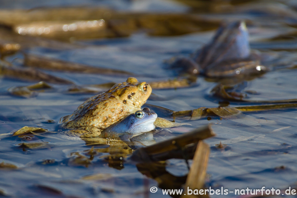 Moorfrosch