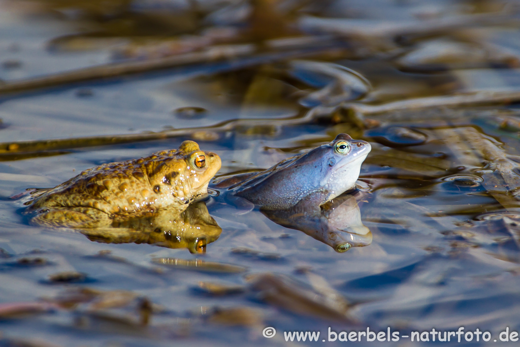 Moorfrosch