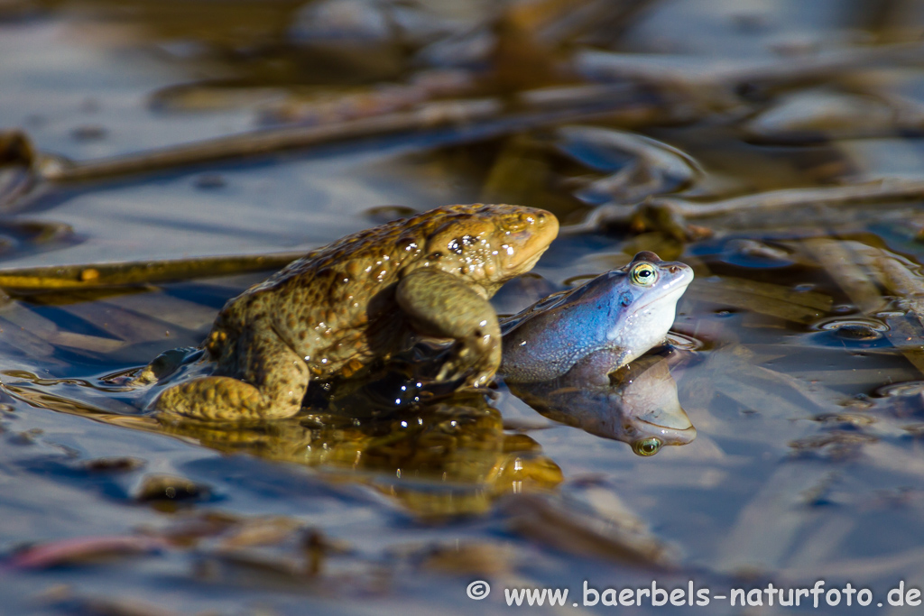 Moorfrosch