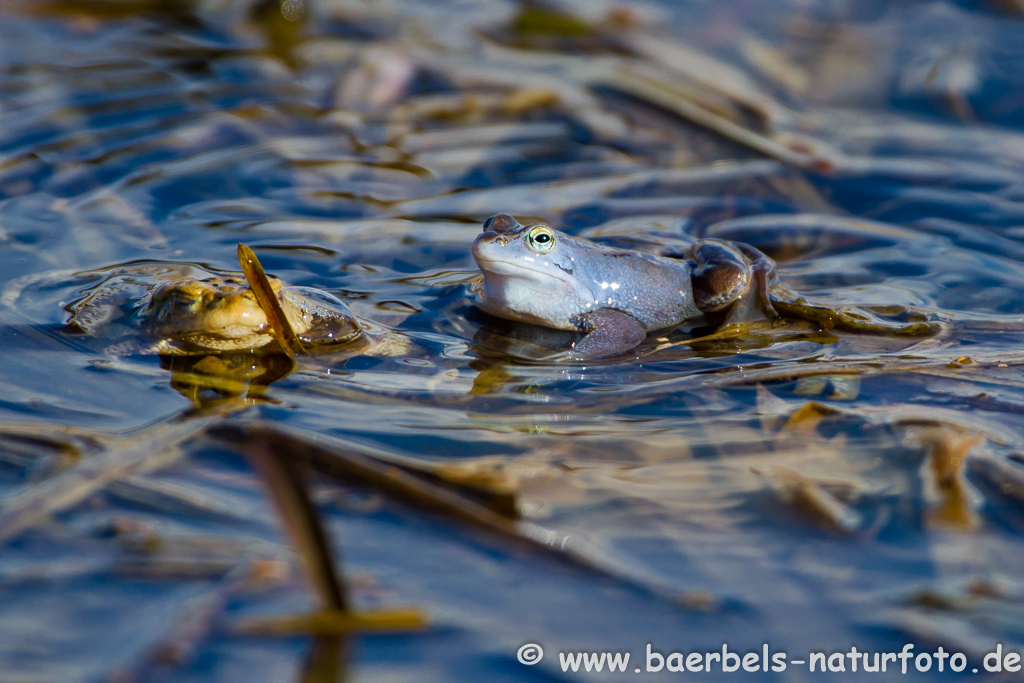 Moorfrosch