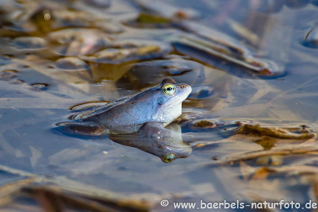 Moorfrosch