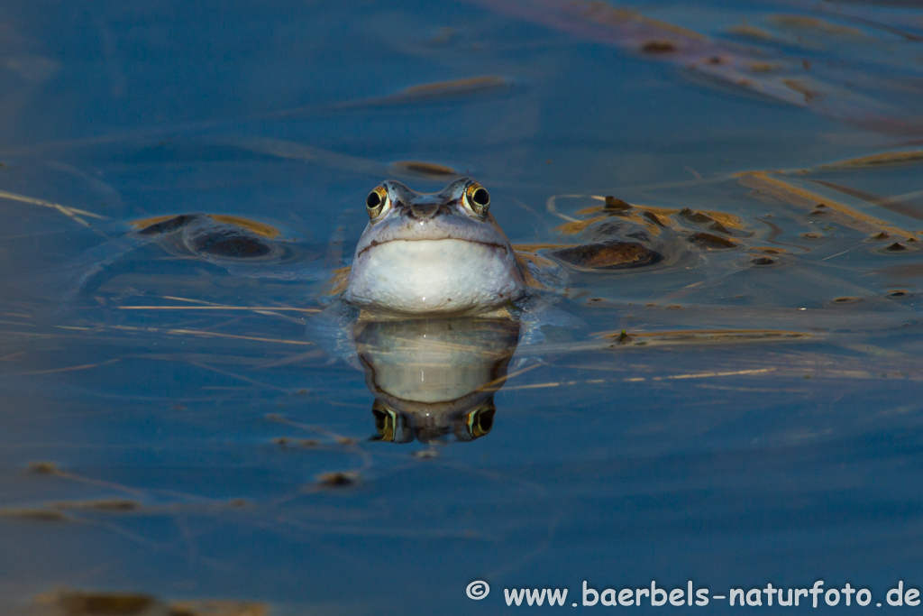 Moorfrosch