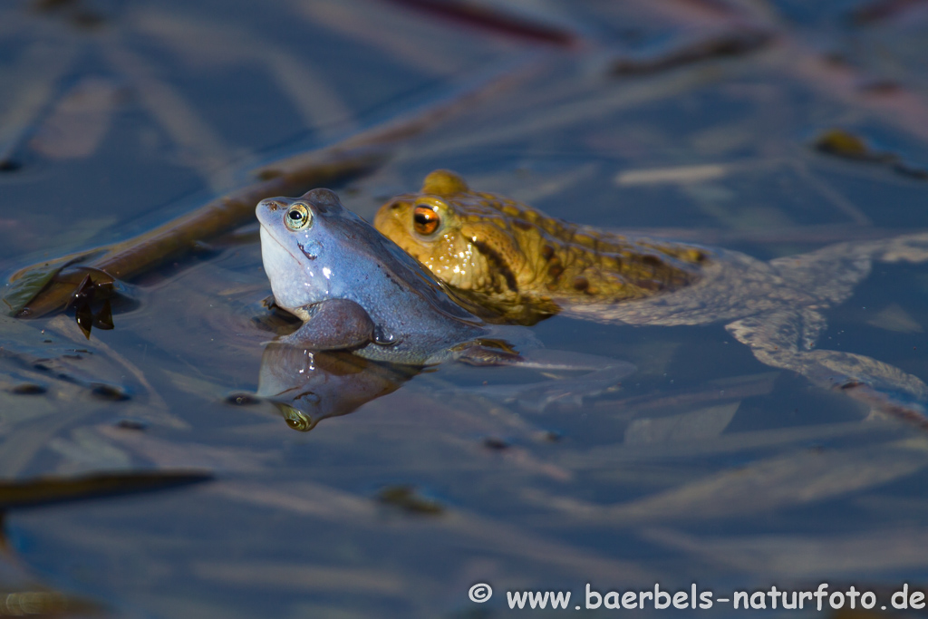 Moorfrosch