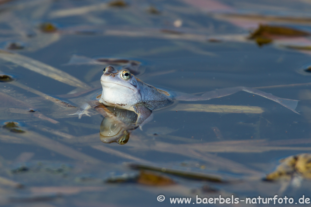 Moorfrosch