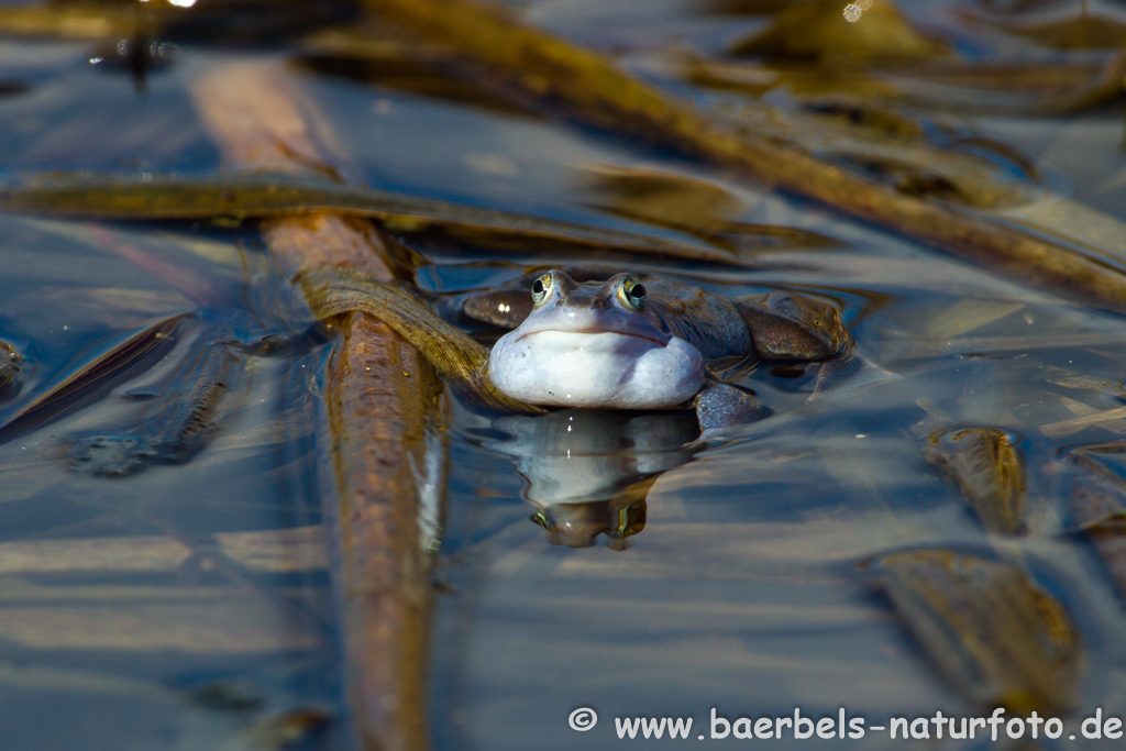 Moorfrosch