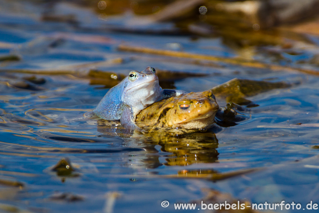 Moorfrosch