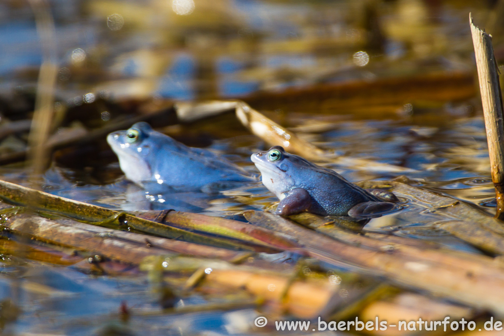 Moorfrosch