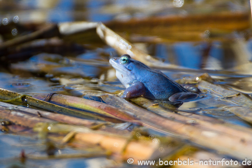 Moorfrosch