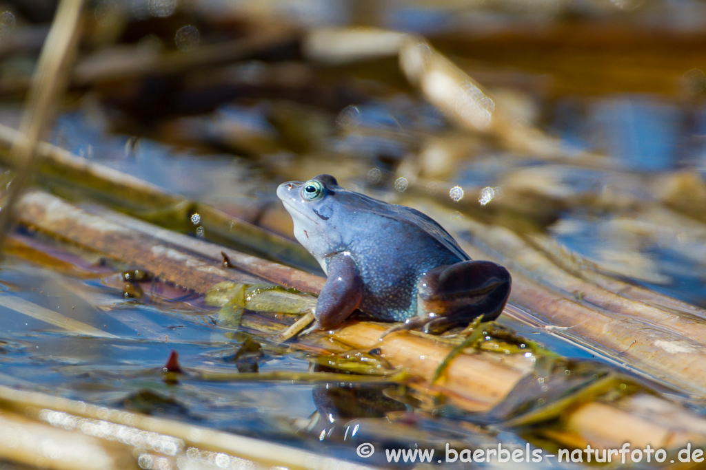 Moorfrosch