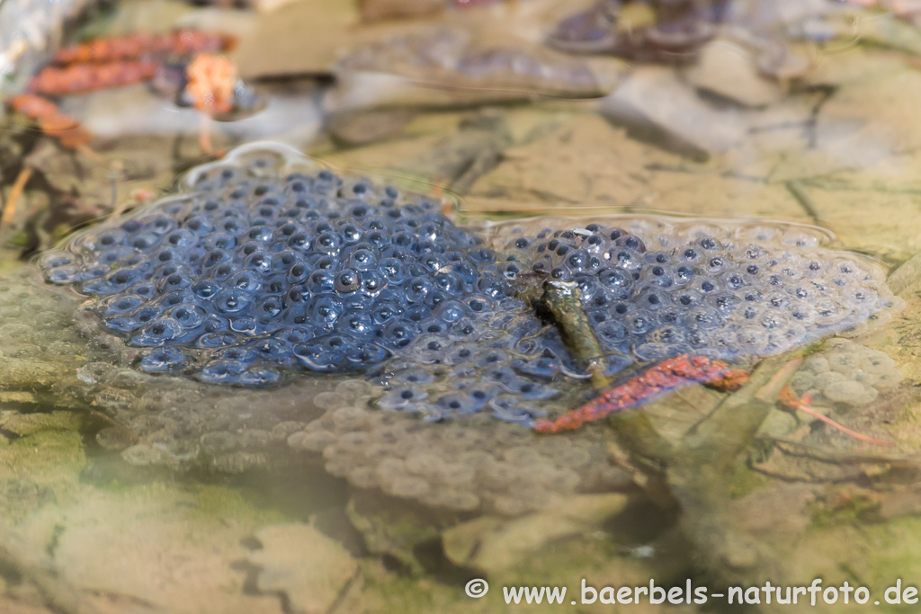 Moorfrosch