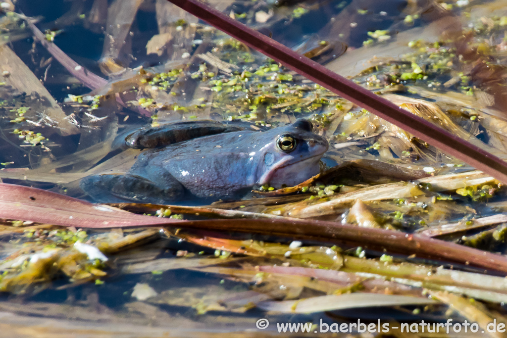 Moorfrosch