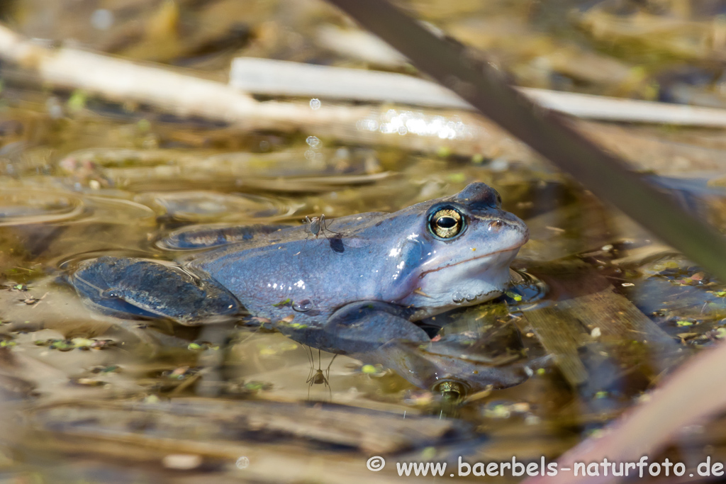 Moorfrosch