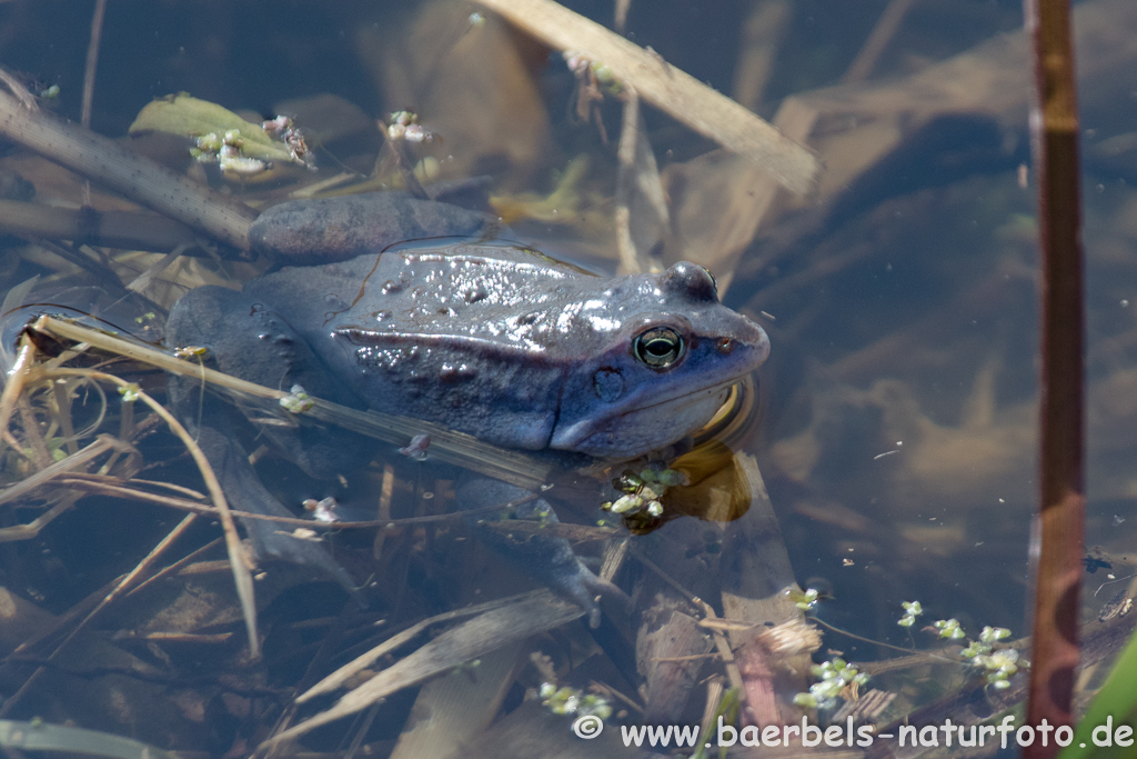 Moorfrosch