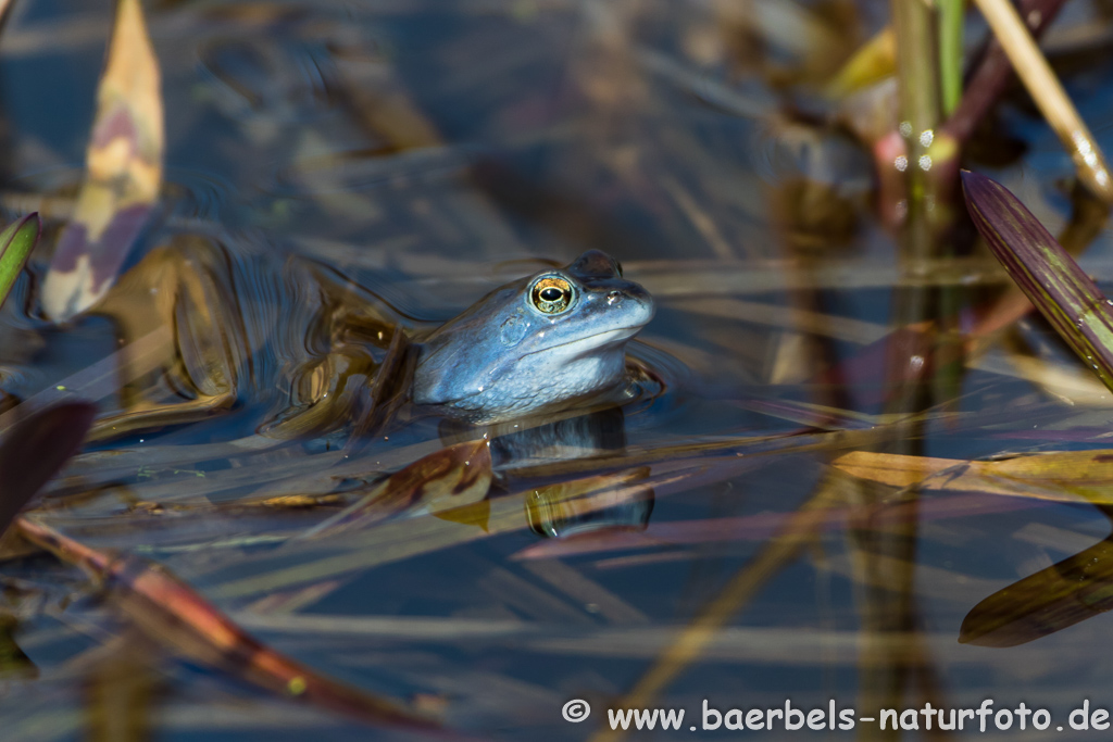 Moorfrosch