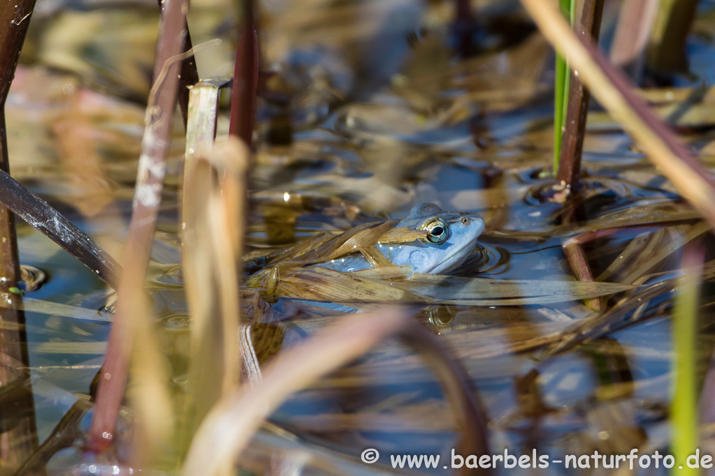 Moorfrosch